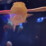 ぐぬぬの画像