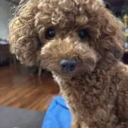 ジョージの画像
