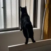 aketeruの画像