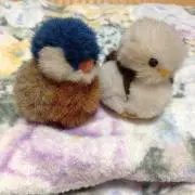 けむの画像