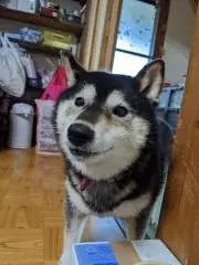 momorinU^ェ^Uの画像