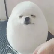 ヨッシー