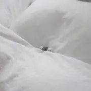ひめ