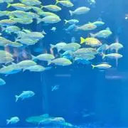 いちごの画像