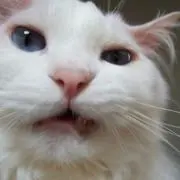 にゃんこスターの画像