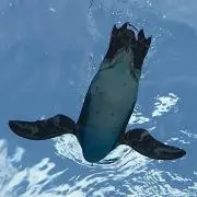 ひなたろーの画像
