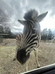 ちゃんの画像