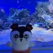 ちょこ( ᵕ·̮ᵕ )♡の画像