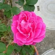 まりたん