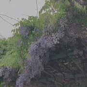 ひな