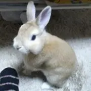 茉の画像