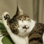 おかでぃの画像