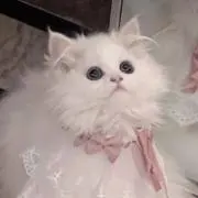 はるなの画像
