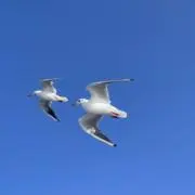 シマちゃんの画像