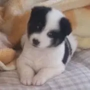 まめぞう