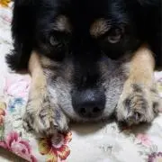 キッツ