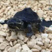 スズ