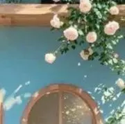 にょん蔵の画像