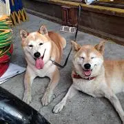 こぺぽんの画像