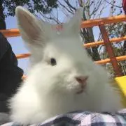 でお
