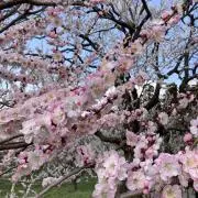 ashiyoの画像
