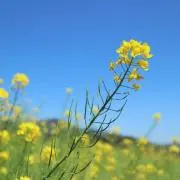 れ　も　んの画像