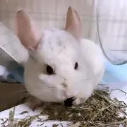 クルル総長の画像