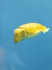 ☆☆☆の画像