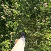 ぬの画像