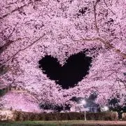 なおちゃんの画像