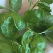greenの画像