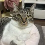 ききの画像