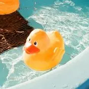ひよこの画像