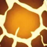 Mayuta