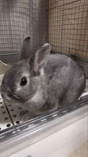 やいちゃんの画像