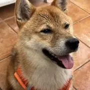だっくくんの画像