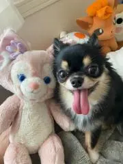 あずきの画像