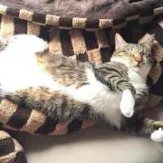 だぁーの画像
