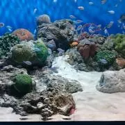 ハピの画像