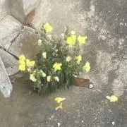 よもぎの画像