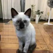 nicoの画像