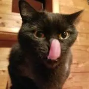 ☆くろねこ(ФωФ)☆必読の画像