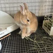 くま