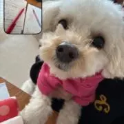 Y.pokoの画像