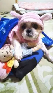 だるさん にぃにぃの画像