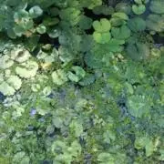 はるなな♡の画像
