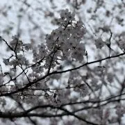 h@r