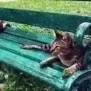きゃべつの画像