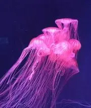 ぬぬこの画像