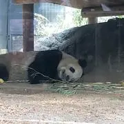 とこさま